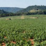 Plantação de soja no agronegócio de Rondônia homenageado por Faperon e Senar