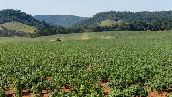 Plantação de soja no agronegócio de Rondônia homenageado por Faperon e Senar