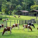 Fazenda de pecuária leiteira em Ariquemes com vacas em pastagem verde da Amazônia