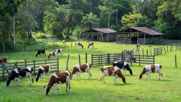 Fazenda de pecuária leiteira em Ariquemes com vacas em pastagem verde da Amazônia