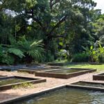 Viveiros de piscicultura em Ariquemes, Rondônia, para diversificação da renda rural