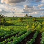 Lavoura em Ariquemes com calendário climático para planejamento da safra