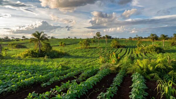 Lavoura em Ariquemes com calendário climático para planejamento da safra