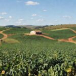 Lavoura de soja em área rural brasileira do Plano Safra para agricultores familiares