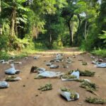 Pacotes de maconha apreendidos em área rural de Porto Velho