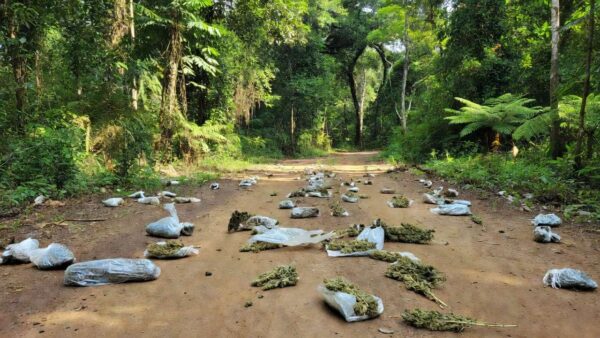 Pacotes de maconha apreendidos em área rural de Porto Velho