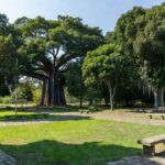 Praça arborizada em Porto Velho com famílias reunidas em domingo