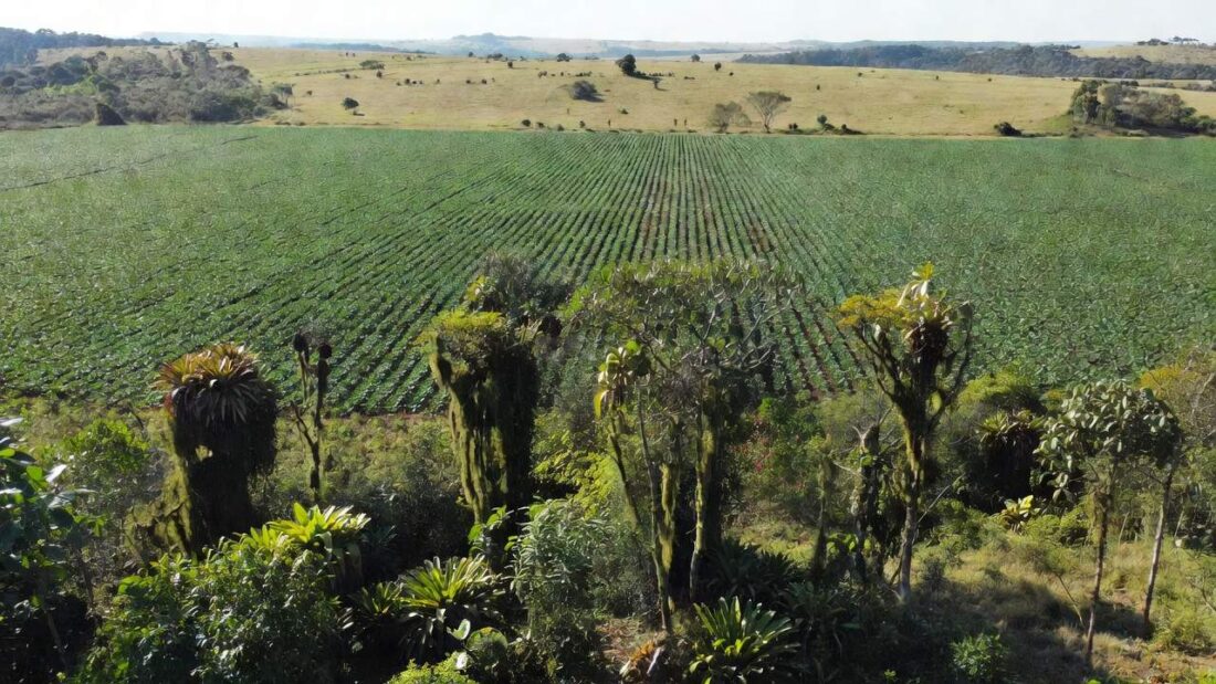 Paisagem rural em Rondônia com lavouras representando produtores rurais