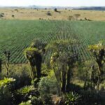 Paisagem rural em Rondônia com lavouras representando produtores rurais