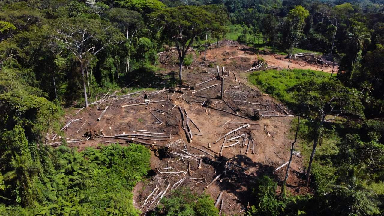 Desmatamento e invasão em área de floresta em Candeias do Jamari, Rondônia