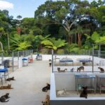 Centro de castração e fauna em Porto Velho com animais resgatados