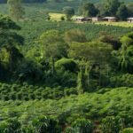 Senar Rondônia
