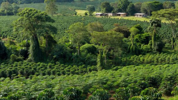 Senar Rondônia
