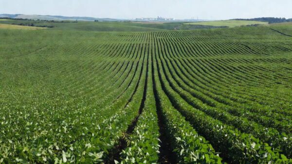 Plantações de soja no Paraná representando alta de preços na região