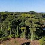 Paisagem de Rondônia representando pré-candidatura a deputado federal pelo PSD