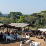 Festas em Rondônia - reprodução Sipri