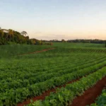 Jesualdo Pires evita embates e não apresenta propostas ao agronegócio do Vale do Jamari