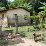 Casa no bairro Nacional de Porto Velho com pitbulls no quintal