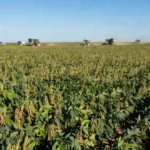 Plantação de soja em Cacoal, Rondônia, representando o agronegócio