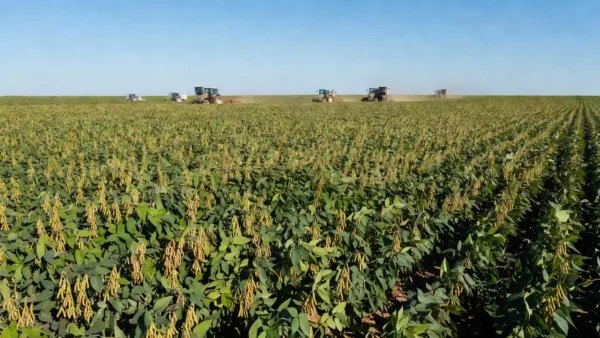 Plantação de soja em Cacoal, Rondônia, representando o agronegócio