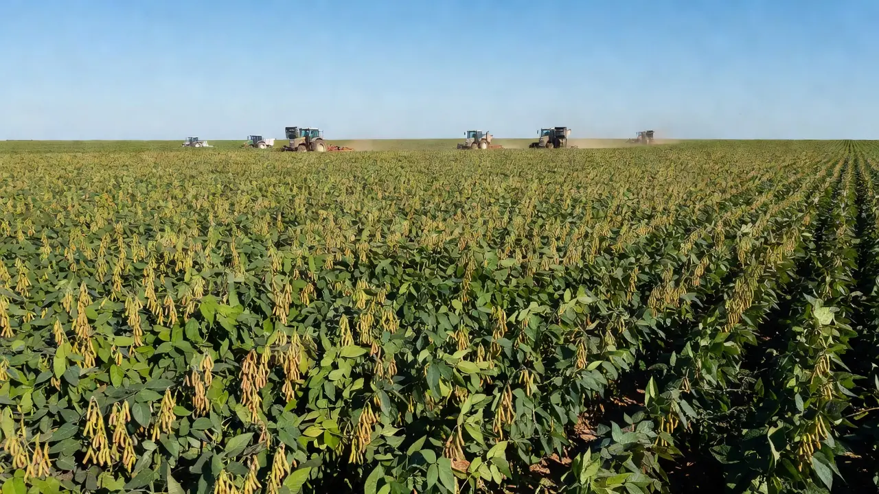 Plantação de soja em Cacoal, Rondônia, representando o agronegócio