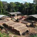Madeireira em Ponta do Abunã fiscalizada pela Polícia Federal na Operação Metaverso