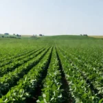 Lavoura de soja no Paraná com plantas verdes sob céu claro