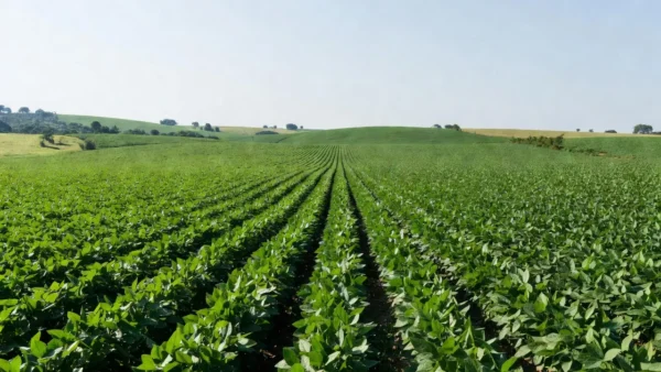 Lavoura de soja no Paraná com plantas verdes sob céu claro