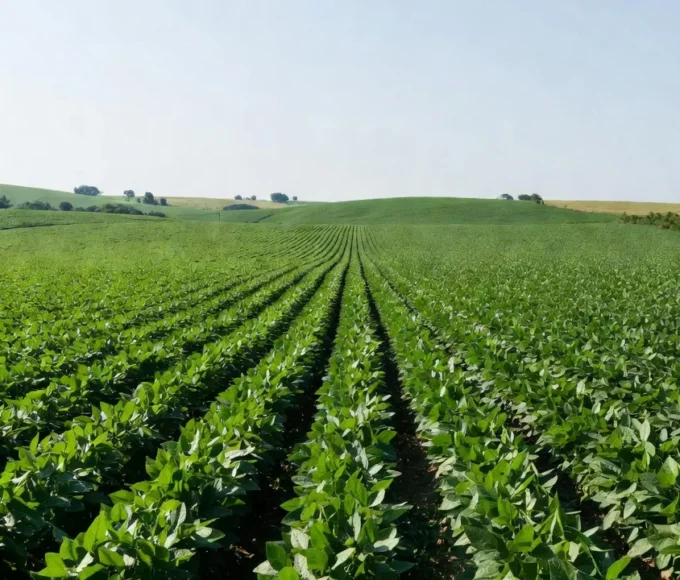 Lavoura de soja no Paraná com plantas verdes sob céu claro