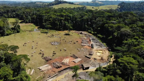 Vista aérea da Amazônia com pastagens de gado, madeira e garimpo de ouro